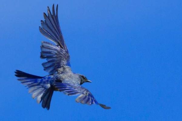 Bluebird of Happiness Day