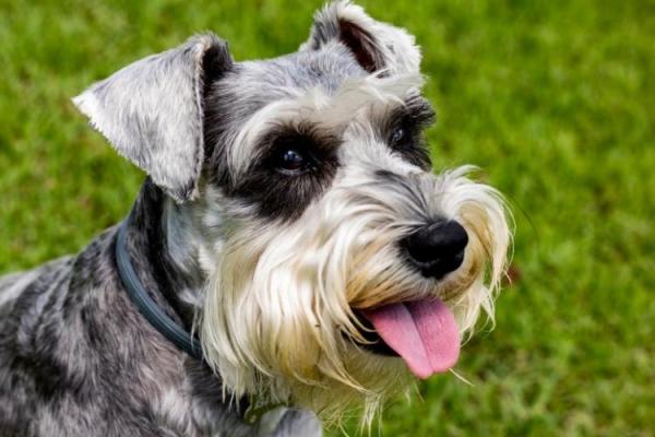 Schnauzer Dog Day