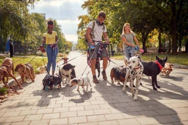 The World’s Largest Pet Walk