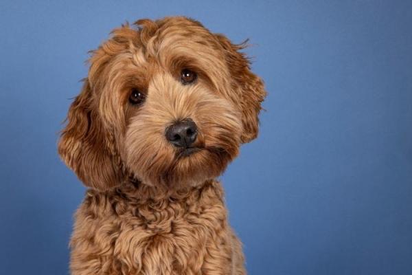 International Doodle Dog Day