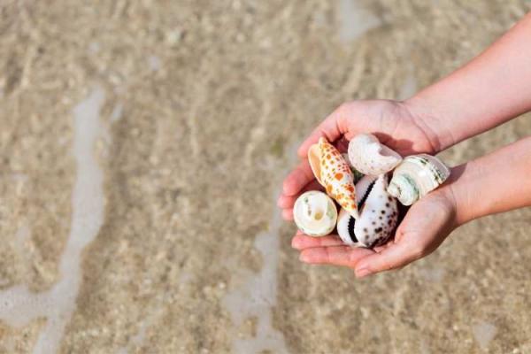 Go Shelling Day