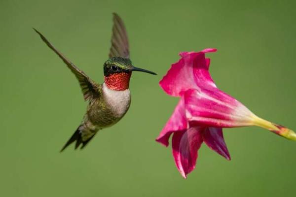 Hummingbird Day