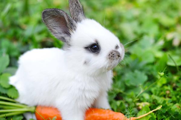 International Rabbit Day