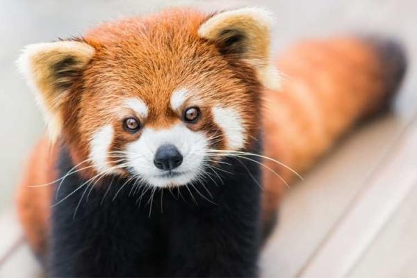 International Red Panda Day