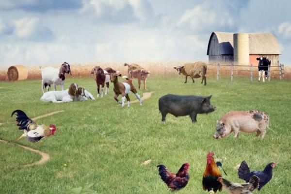 World Farm Animals Day