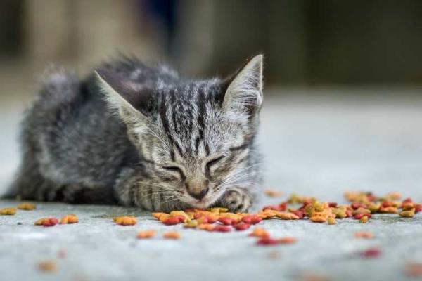 Kindness to Animals Day