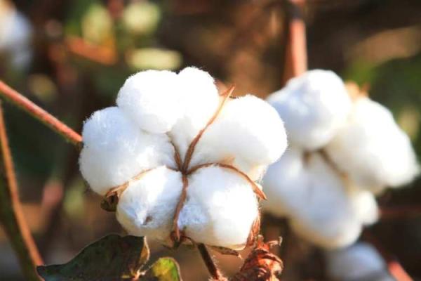 World Cotton Day