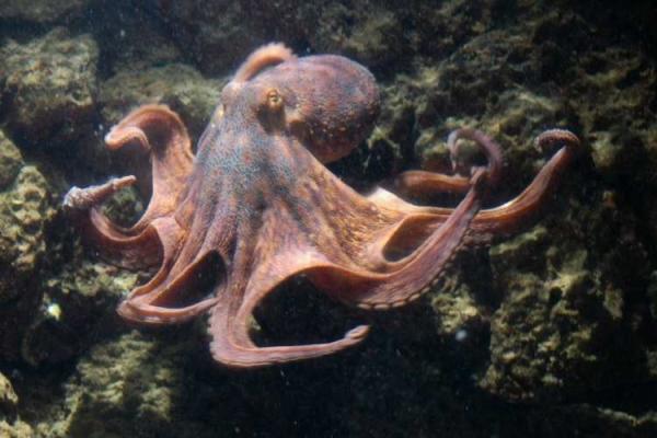 World Octopus Day