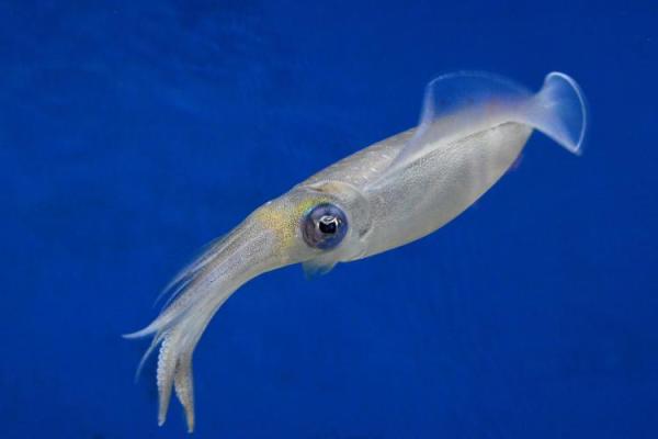 Squid & Cuttlefish Day