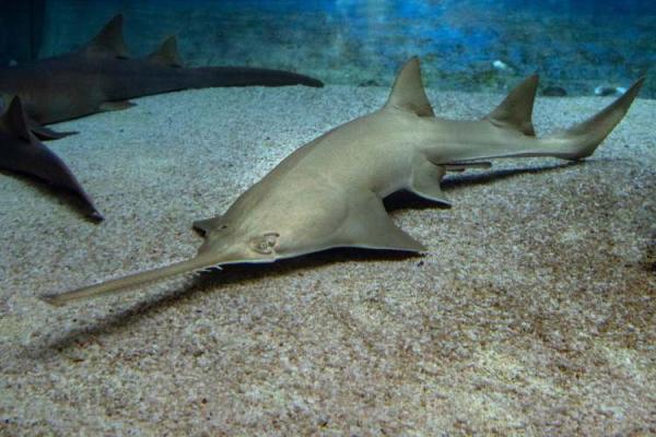 Sawfish Day