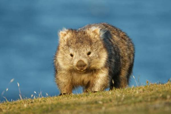 Wombat Day