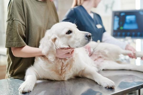 Canine Lymphoma Awareness Day