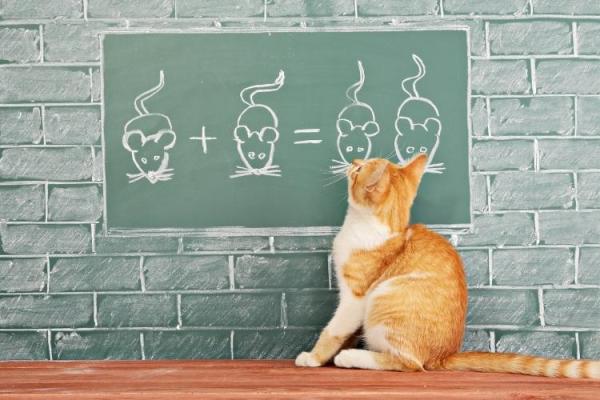 Animal Enrichment Day