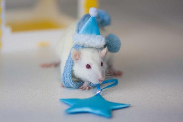 Fancy Rat & Mouse Day