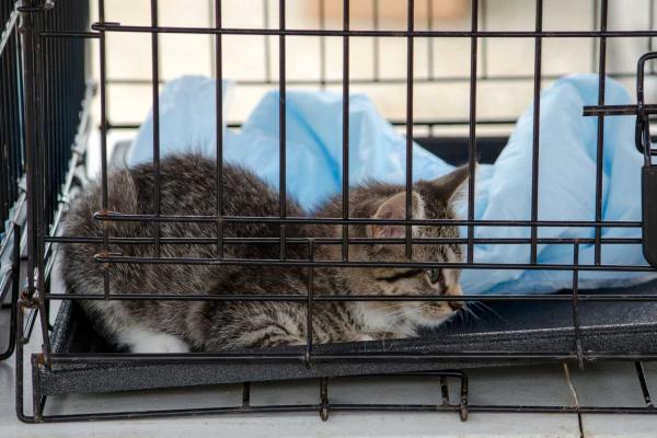 Humane Society Anniversary Day