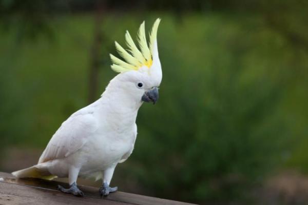 Cockatoo Day