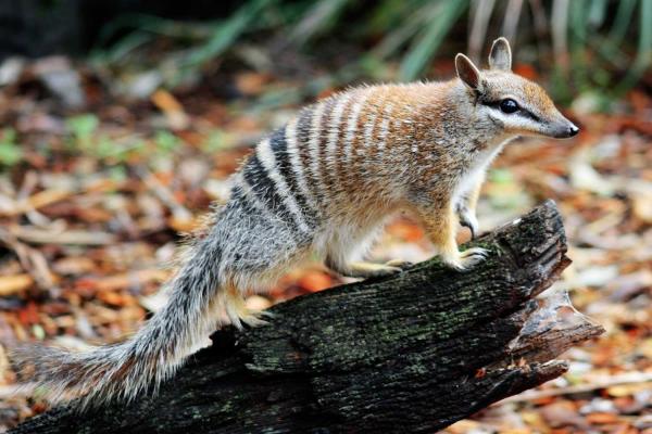 World Numbat Day