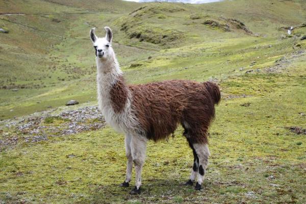 Llama Day