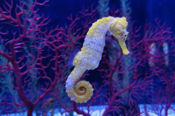 Seahorse Day