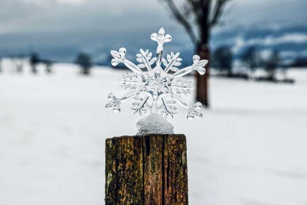 Flake Appreciation Day