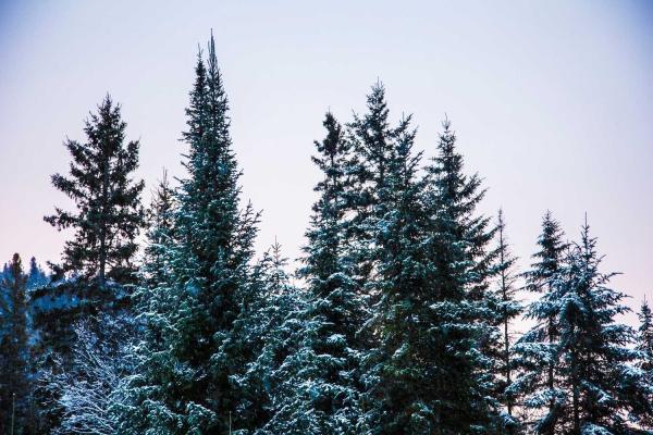 Look for an Evergreen Day