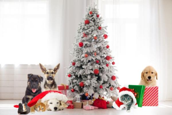 Pets around the Christmas Tree Day