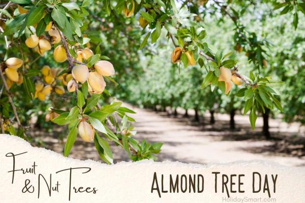 Almond Tree Day