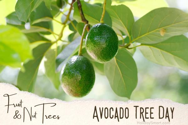 Avocado Tree Day