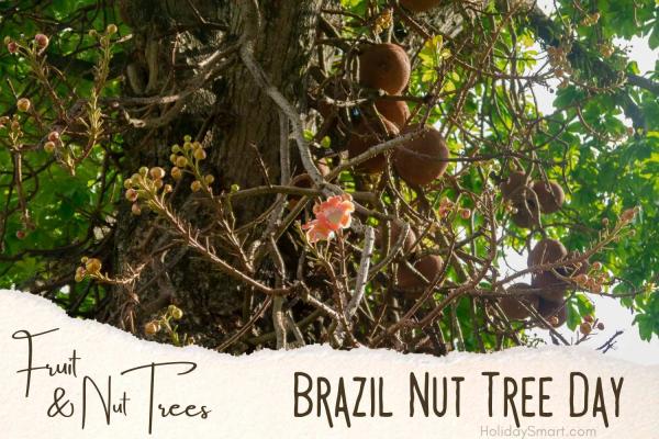 Brazil Nut Tree Day