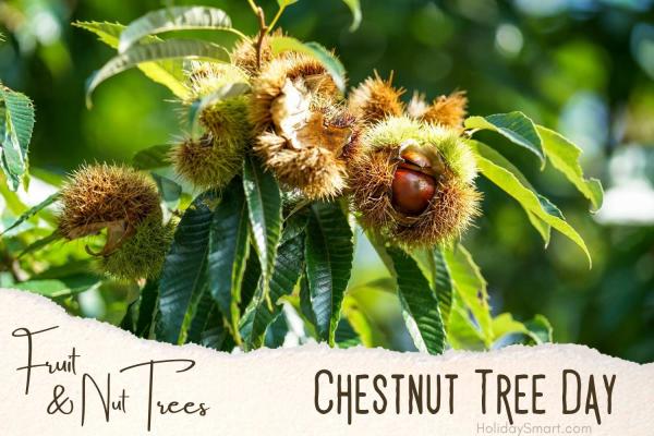 Chestnut Tree Day