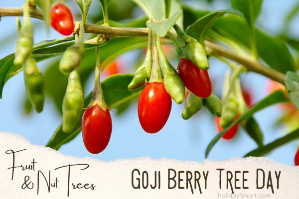 Goji Berry Tree Day