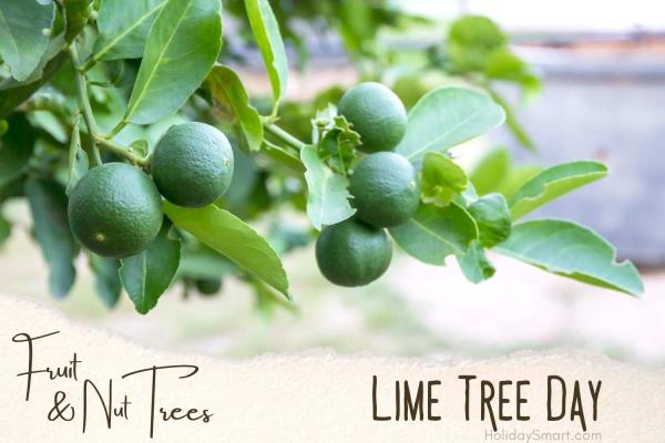 Lime Tree Day