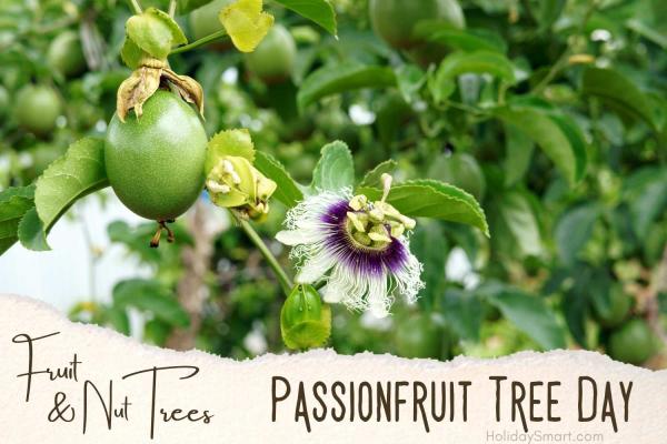 Passionfruit Tree