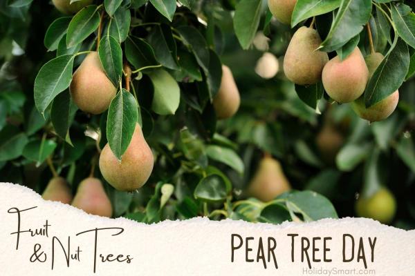 Pear Tree Day