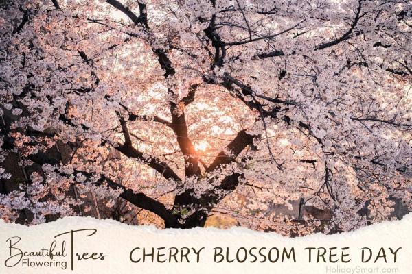 Cherry Blossom Tree Day