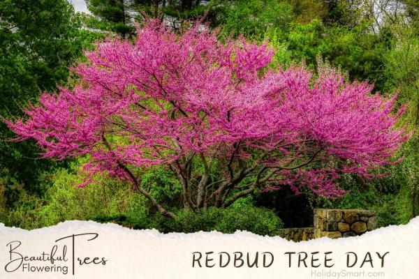 Eastern Redbud Tree Day