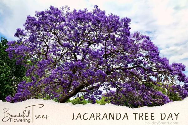 Jacaranda Tree Day