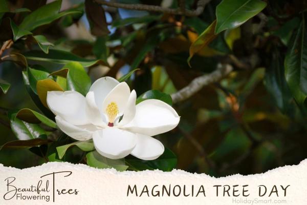 Magnolia Tree Day