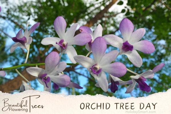 Orchid Tree Day