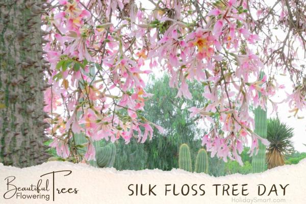 Silk Floss Tree Day