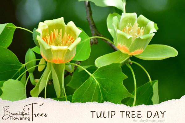 Tulip Tree Day