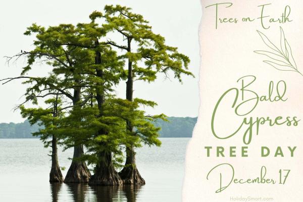 Bald Cypress Tree Day
