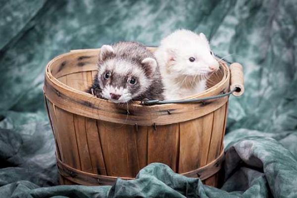Ferret Day