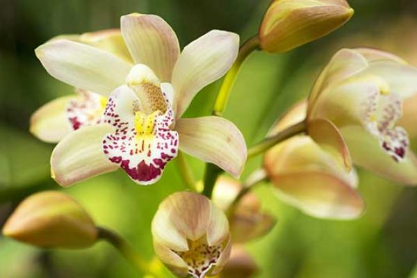 Orchid Day