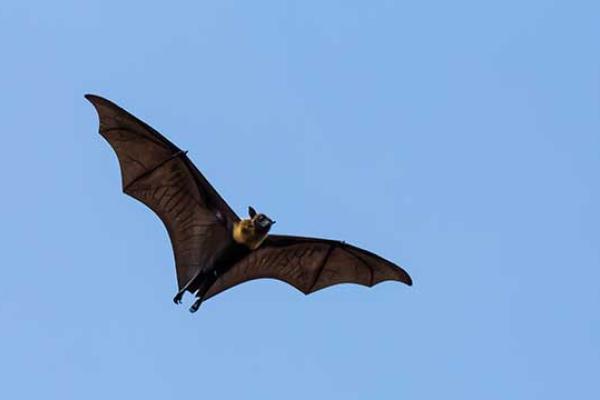 Bat Appreciation Day