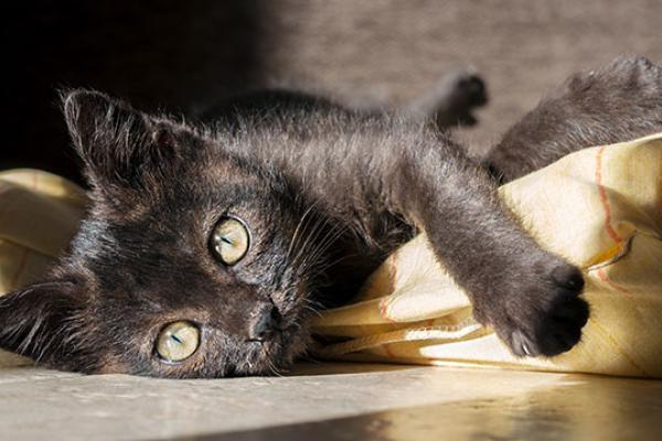 black cat appreciation day