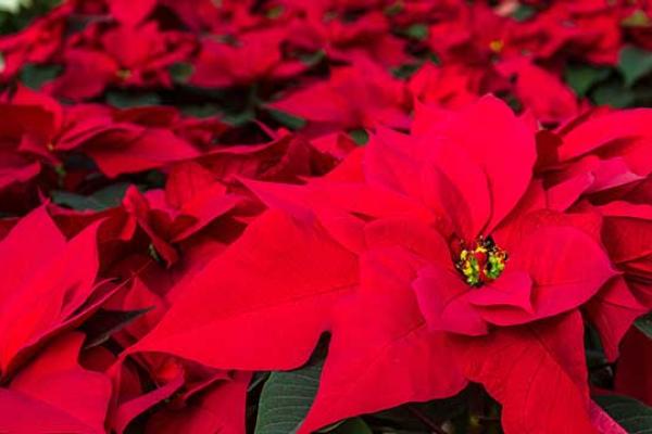 Poinsettia Day