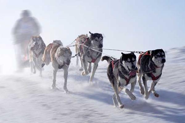 Sled Dog Day