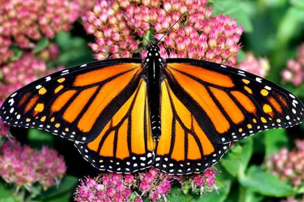 Western Monarch Day