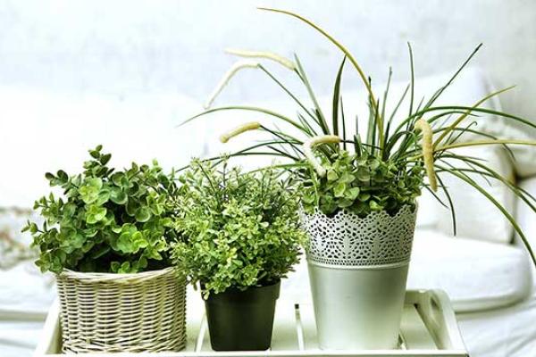 Houseplant Appreciation Day